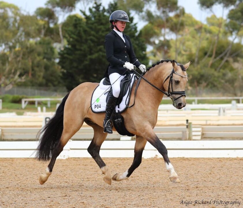 Carlton Performance Horses - Meet Our Stallions - Royal Commander