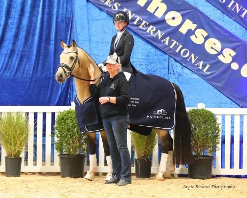 Carlton Performance Horses - Meet Our Stallions - Royal Commander